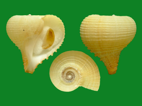 洋葱螺 --- 冈瓦纳自然网