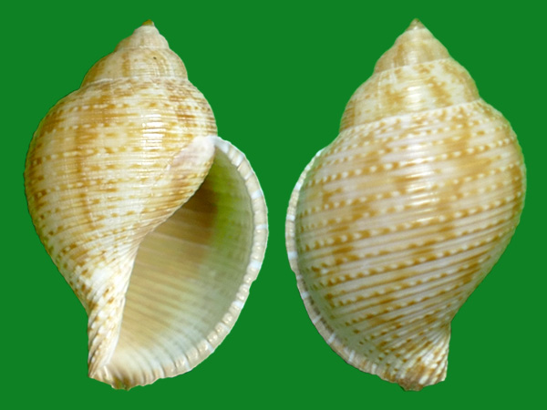 eudolium crosseanum(monterosato, 1869)科名:鹑螺科(tonnidae)产地