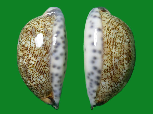 阿拉伯宝螺 --- 冈瓦纳自然网