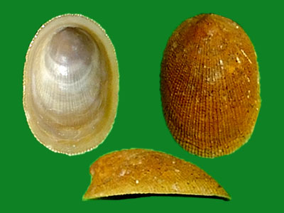 美丽扁帽螺 --- 冈瓦纳自然网