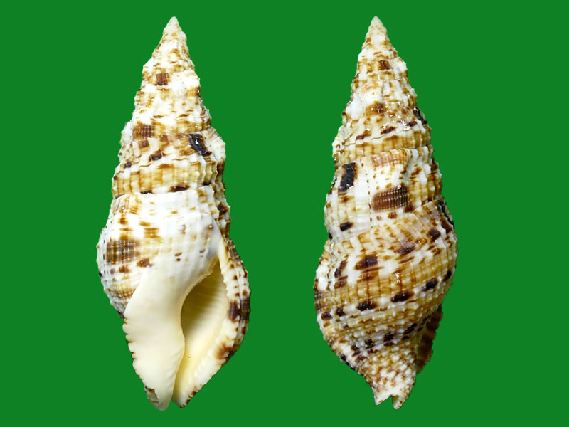 花斑布纹螺