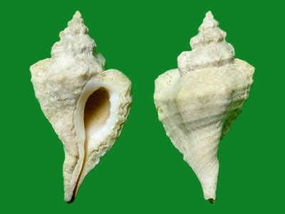 标本编号:226174拉丁名:eupleura muriciformis(broderip, 1833)科名