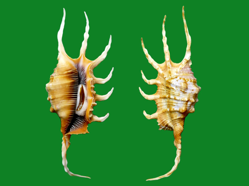 蝎螺--- 冈瓦纳自然网