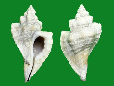 标本编号:226617拉丁名:eupleura muriciformis(broderip, 1833)科名