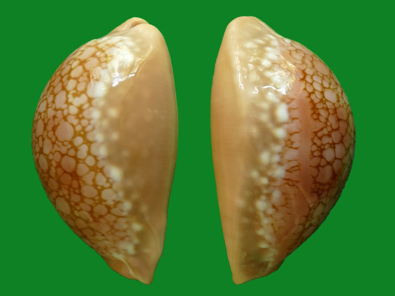 红牡丹宝螺 --- 冈瓦纳自然网