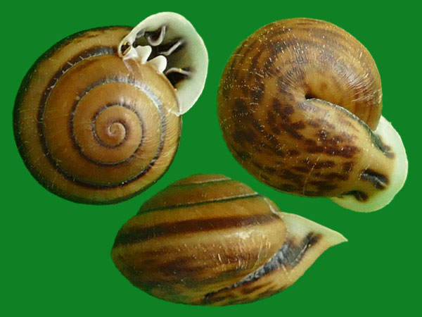 环肋齿口蜗牛 --- 冈瓦纳自然网