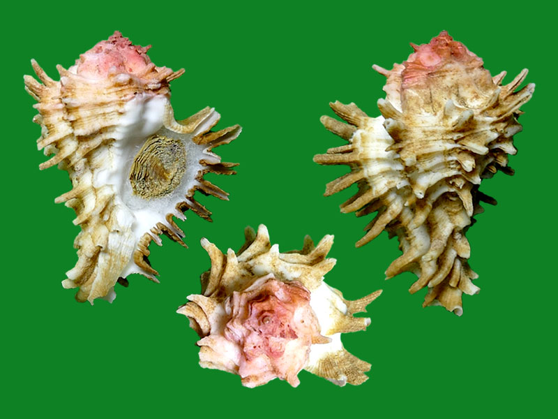 怒发骨螺 --- 冈瓦纳自然网