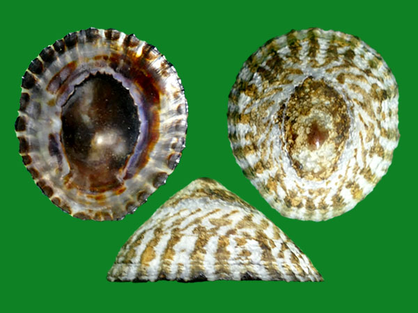 美脉南极吊蓝螺