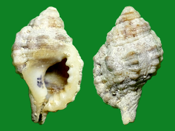 红口法螺 --- 冈瓦纳自然网