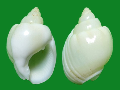 ère, 1789)                          科名:织纹螺科(nassariidae)