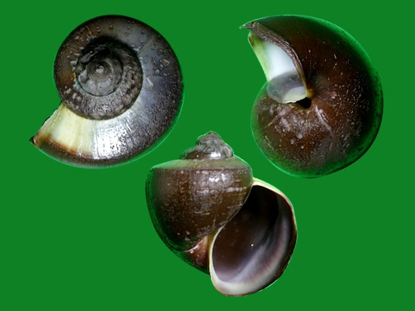 1835)                          科名:瓶螺科(ampullariidae) 产地