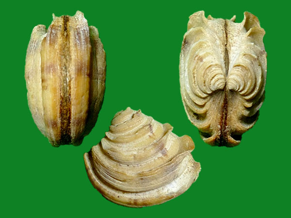 fischer, 1906)科名:帘蛤科(veneridae)产地:angola baia de cacuaco