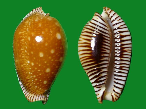 金星宝螺 --- 冈瓦纳自然网