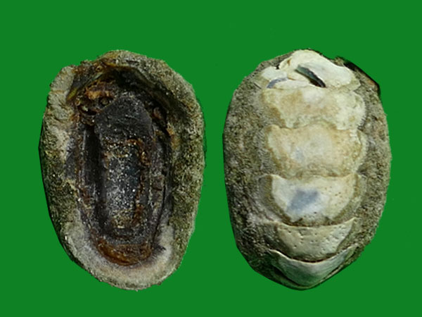 包氏石鳖 --- 冈瓦纳自然网