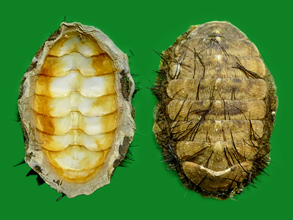 标本编号: 242293 拉丁名: chaetopleura peruviana