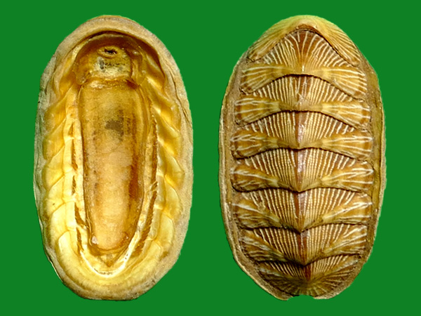 标本编号:242373拉丁名:chaetopleura angulata(spengler, 1797)科名