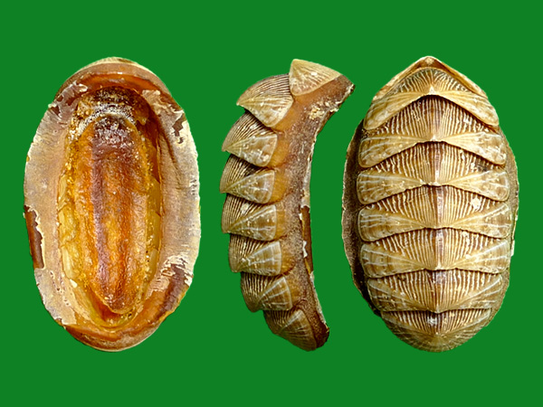 标本编号:242786拉丁名:chaetopleura angulata(spengler, 1797)科名