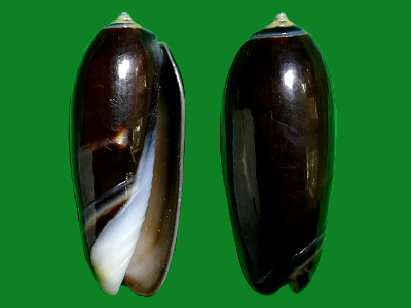 奥利奥榧螺 --- 冈瓦纳自然网