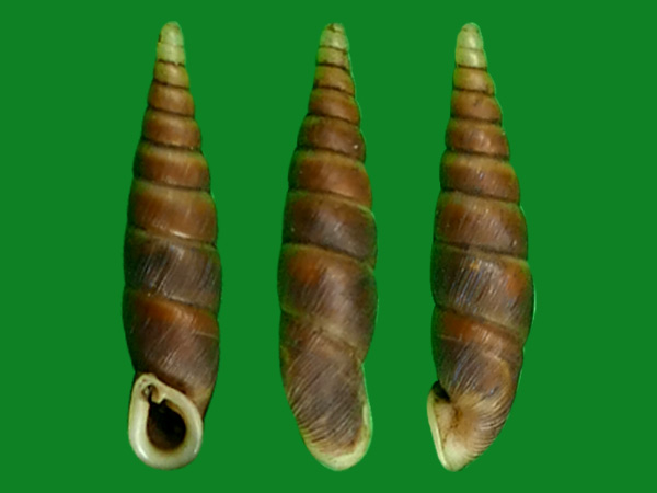 棘刺烟管螺cf. --- 冈瓦纳自然网