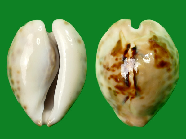 无齿宝螺 --- 冈瓦纳自然网