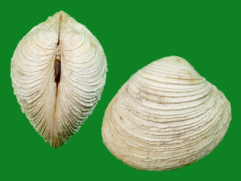 雪弗莱帘蛤 --- 冈瓦纳自然网