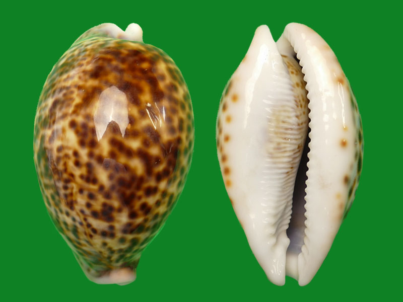 花豹宝螺