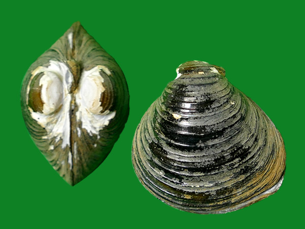 reinhardt, 1878                          科名:蚬科(cyrenidae)