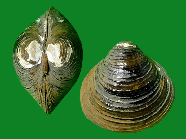 reinhardt, 1878                          科名:蚬科(cyrenidae)