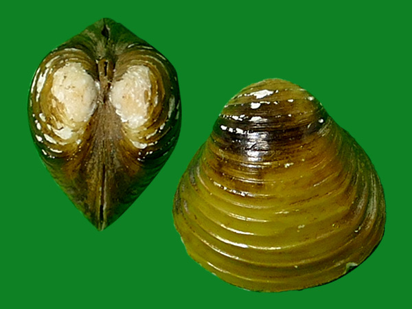 标本编号:299935拉丁名:corbicula sandaireinhardt, 1878科名:蚬科