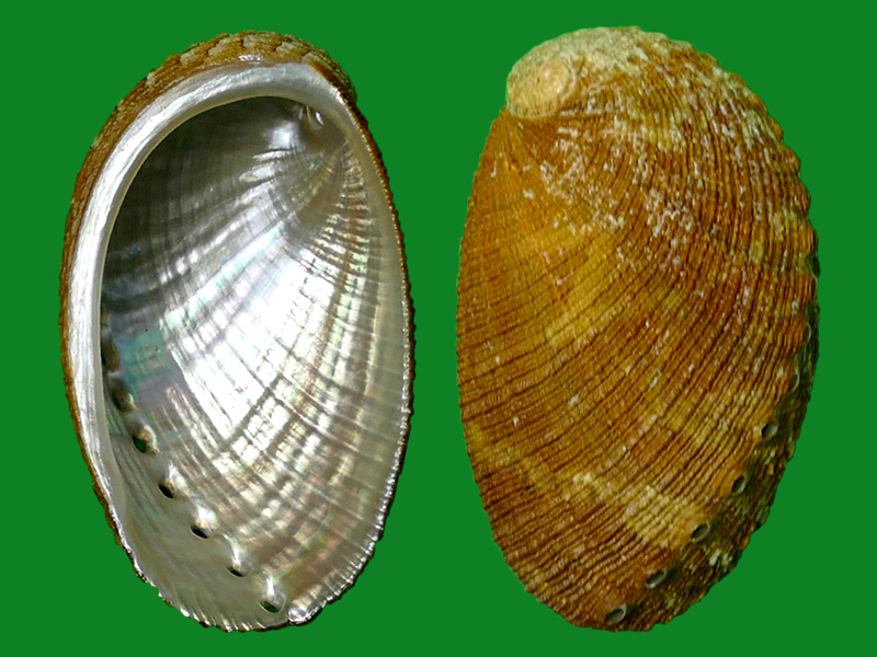 1846)                          科名:鲍螺科(haliotidae) 产地