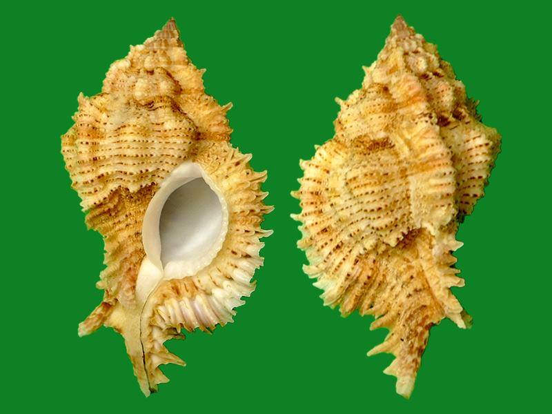 b. sowerby iii, 1889)科名:骨螺科(muricidae)产地:philippines.