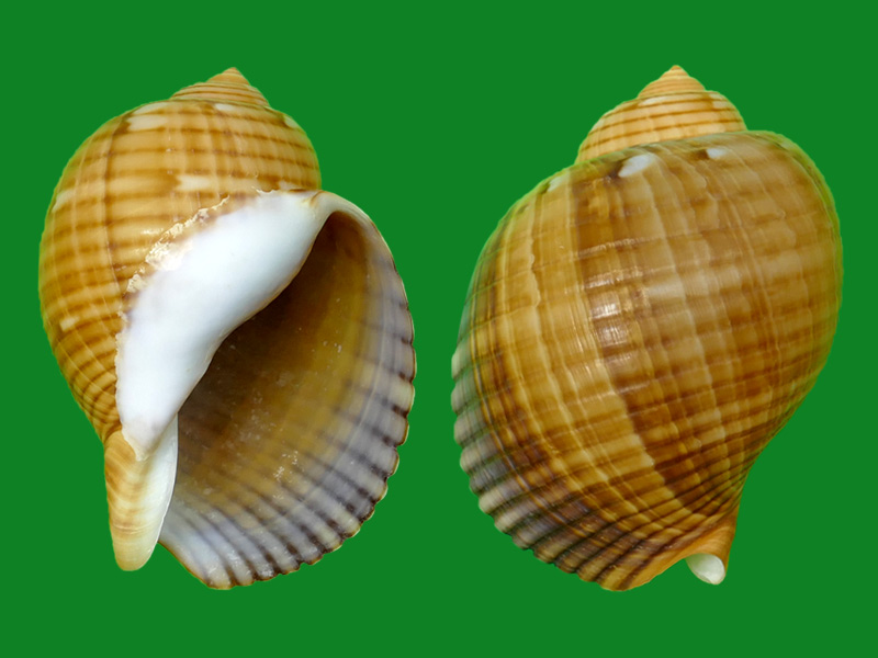 (linnaeus, 1758)                          科名:鹑螺科(tonnidae)