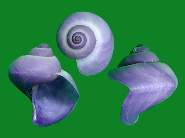 侏儒紫螺 --- 冈瓦纳自然网