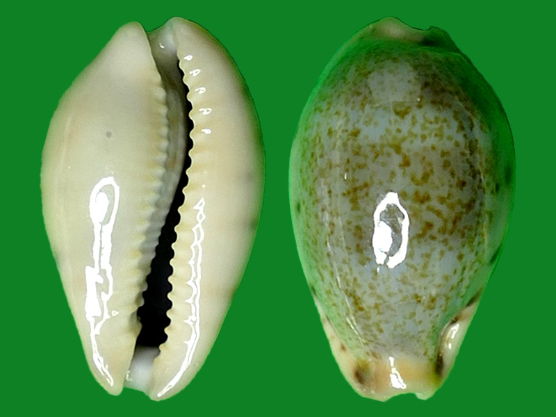 黄齿宝螺 --- 冈瓦纳自然网