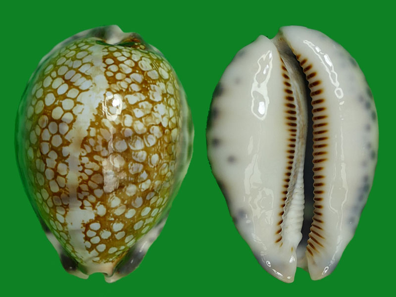 澳洲大花枕宝螺