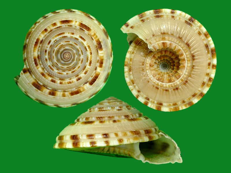 1993                          科名:车轮螺科(architectonicidae)