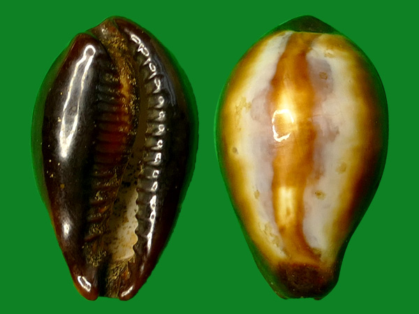 寻常玛瑙宝螺 --- 冈瓦纳自然网