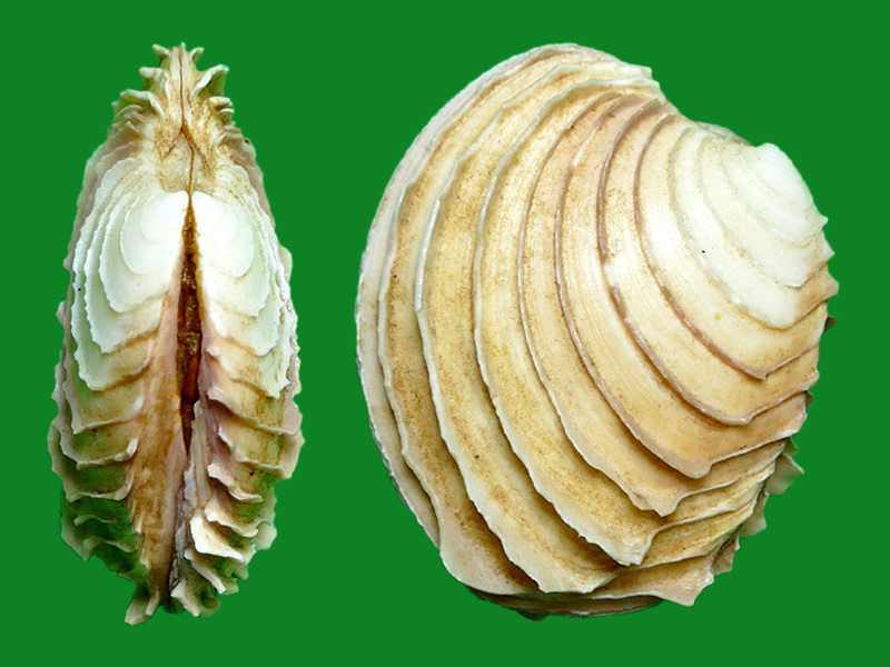 西非帘蛤 --- 冈瓦纳自然网