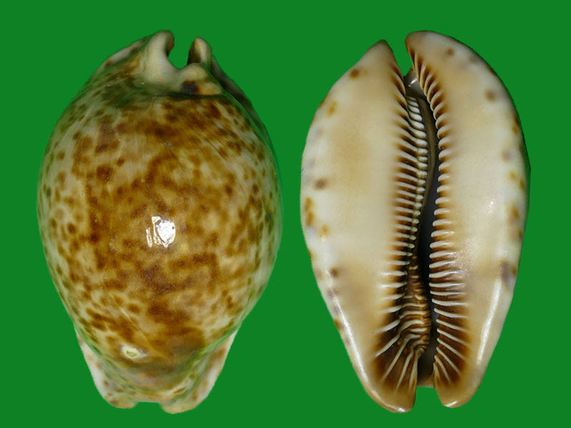 大花鼠宝螺 --- 冈瓦纳自然网