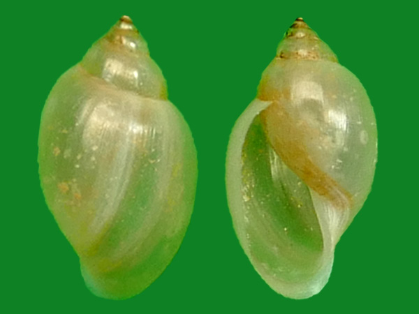 美洲囊螺 --- 冈瓦纳自然网