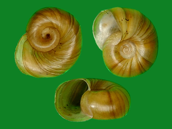 杜氏扁卷螺 --- 冈瓦纳自然网