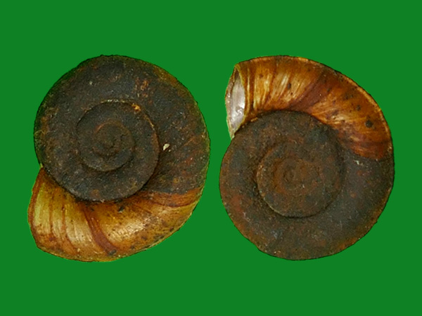 真宗扁卷螺 --- 冈瓦纳自然网