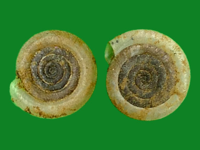 多旋扁卷螺 --- 冈瓦纳自然网