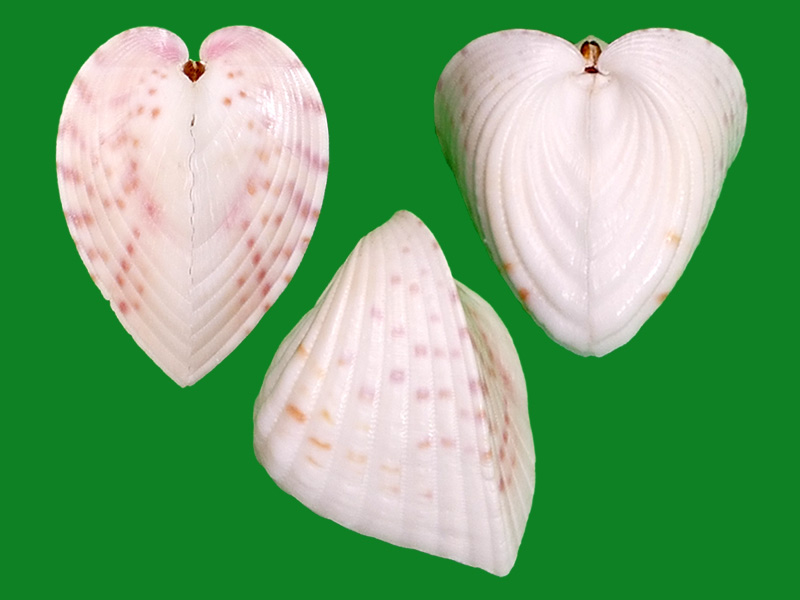 半心鸡心蛤 --- 冈瓦纳自然网