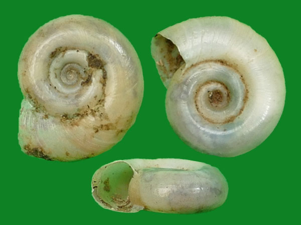 大口扁卷螺 --- 冈瓦纳自然网