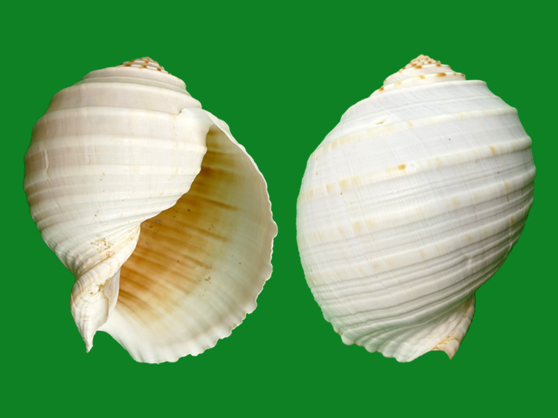 花点鹑螺 --- 冈瓦纳自然网