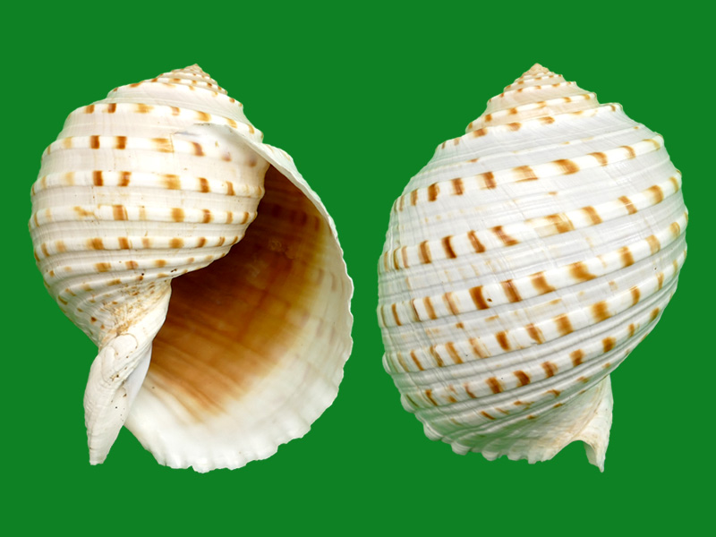 花点鹑螺 --- 冈瓦纳自然网