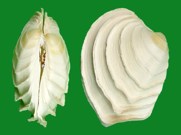 蛋糕帘蛤 --- 冈瓦纳自然网