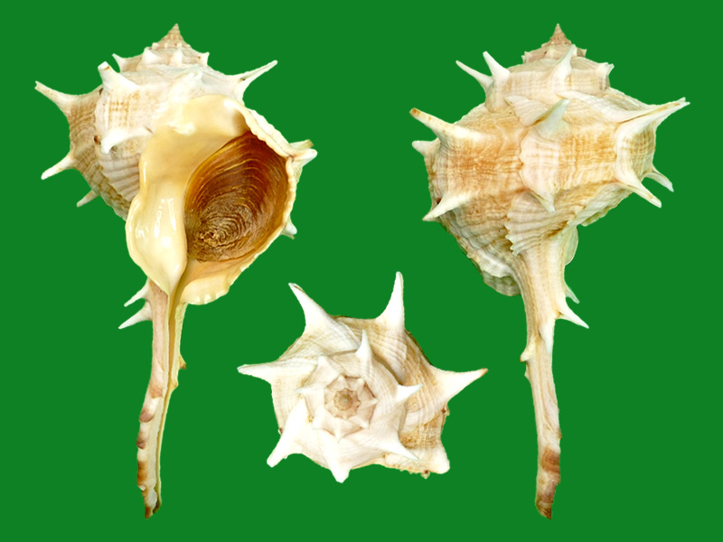 标本编号:329662拉丁名:bolinus brandaris(linnaeus, 1758)科名:骨螺