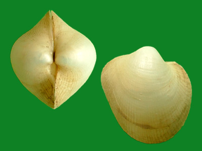 菲律宾旋心蛤 --- 冈瓦纳自然网